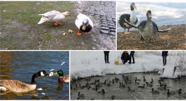 Je možné nebo nekrmit kachny chlebem, což je povoleno a co se nesmí